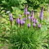 25 Plumes du Kansas - Des épis violets tout l'été