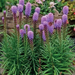 25 Plumes du Kansas - Des épis violets tout l'été