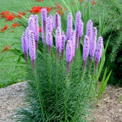 25 Plumes du Kansas - Des épis violets tout l'été