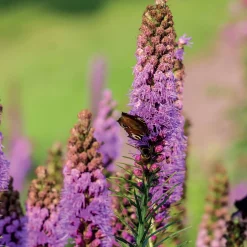 25 Plumes du Kansas - Des épis violets tout l'été