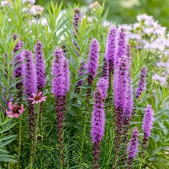 25 Plumes du Kansas - Des épis violets tout l'été