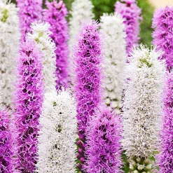 12 Plumes du Kansas mauves et blanches - Des épis qui fleurissent à l'envers
