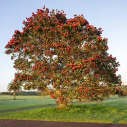 Pohutukawa - Metrosideros excelsa - Le rouge éclatant de l'été