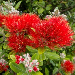 Pohutukawa - Metrosideros excelsa - Le rouge éclatant de l'été