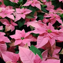 Poinsettia Rose - Un Noël tout en rose