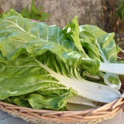 Poirée Blonde à cardes blanches 2 - Deux légumes en un