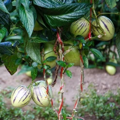 Poire-melon - Un fruit exotique sur la terrasse