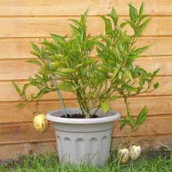Poire-melon - Un fruit exotique sur la terrasse