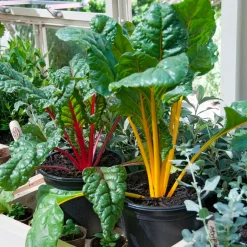 Poirées à cardes colorées en mélange - Un potager qui a du peps
