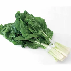Poirée Verte à cardes blanches 2 - Récolte non-stop tout l'été