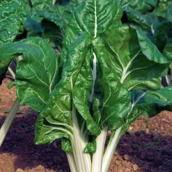 Poirée Verte à cardes blanches 2 - Récolte non-stop tout l'été