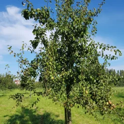 Poirier Beurré Hardy - Des poires fondantes chez vous