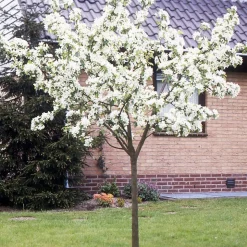 Poirier 'Williams' - La poire star au jardin