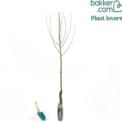 Poirier 'Williams' - La poire star au jardin