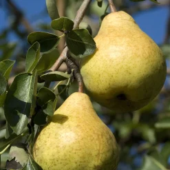 Poirier 'Williams' - La poire star au jardin