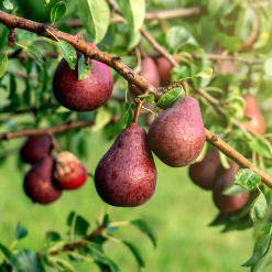 Poirier William's rouge - Des poires rouges sucrées