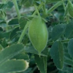Pois-chiche - Récoltez vos pois maison