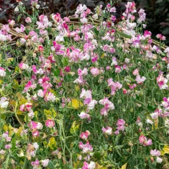 Pois de senteur Painted lady 1937 - Des bouquets parfumés tout l'été