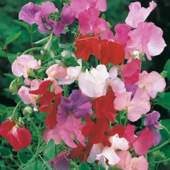 Pois de senteur Spencer en mélange - Des bouquets parfumés tout l'été