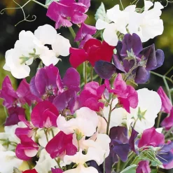 Pois de senteur Spencer en mélange - Des bouquets parfumés tout l'été