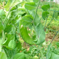Pois mangetout Héraut - Croquant sucré au jardin