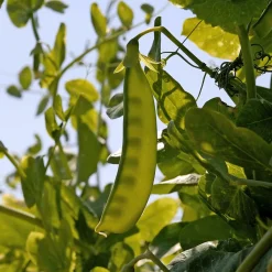 Pois nain mangetout Bamby - Des pois gourmands sans fil
