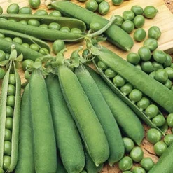 Pois nain Orion - Des pois sucrés vite récoltés