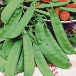 Pois à rames mangetout Corne de Bélier - Des pois sucrés à croquer