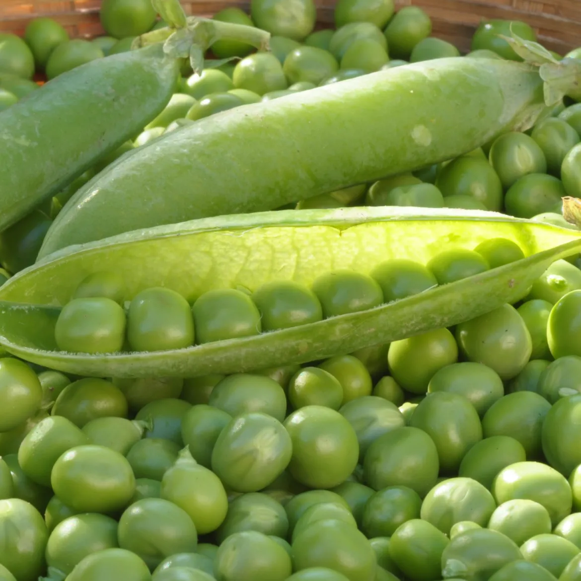 Pois ridé nain Merveille de Kelvedon - Petits pois sucrés maison