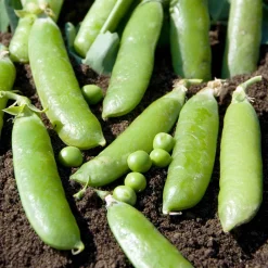 Pois ridé Téléphone nain - Petits pois sucrés maison