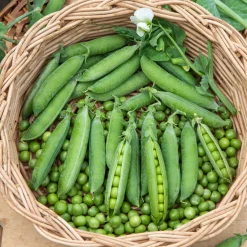 Pois rond nain Petit Provençal - Des petits pois sucrés au jardin
