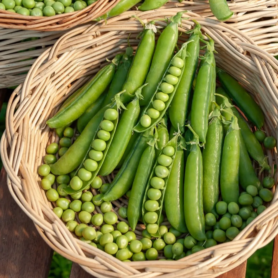 Pois rond à rames Le Généreux - Des pois sucrés à volonté