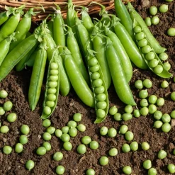 Pois rond à rames Le Généreux - Des pois sucrés à volonté