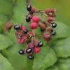 Poivrier du Sichuan - Votre poivre maison au jardin