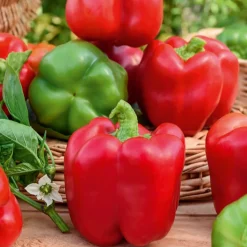 Poivron 'California Wonder' - Gros poivrons doux et charnus
