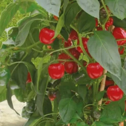 Poivron pour pot Kobold F1 - Des poivrons sur votre balcon