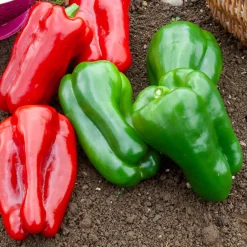 Poivron vert Lamuyo F1 - Des poivrons charnus tout l'été