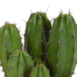 Polaskia Chichipe - Le cactus déco sans effort