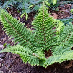 Polystic à cils raides Plumosum Densum - Fougère - La fougère qui reste verte