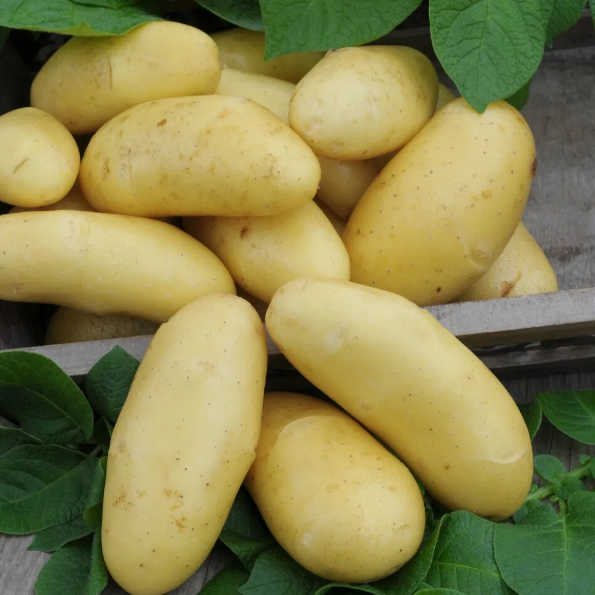 Pomme de terre 'Annabelle' - Récolte précoce et fondante
