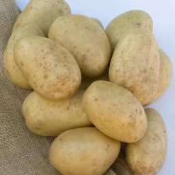 Pomme de terre Mona Lisa - La polyvalente du potager