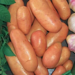 Pomme de terre Rose de France - Cirielle - La patate rose facile à cuisiner