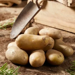 25 Pommes de terre Amandine - Une chair fondante à souhait