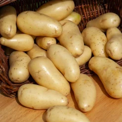 25 Pommes de terre Amandine - Une chair fondante à souhait