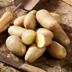 25 Pommes de terre Amandine - Une chair fondante à souhait