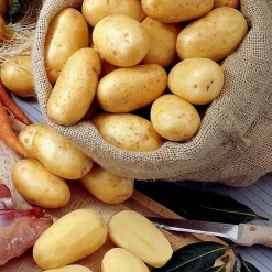 25 Pommes de terre Bernadette Bio - Récolte facile et savoureuse
