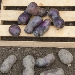 10 Pommes de terre Bleue d'Artois ® - Bleue de la Manche - Une purée bleue qui étonne