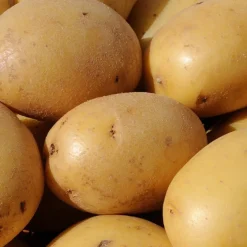 25 Pommes de terre Caesar - Récolte facile et généreuse