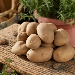 25 Pommes de terre Charlotte - La reine de la vapeur