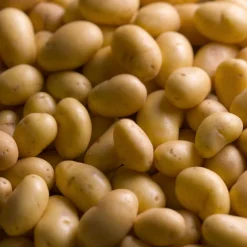 25 Pommes de terre Charlotte - La reine de la vapeur